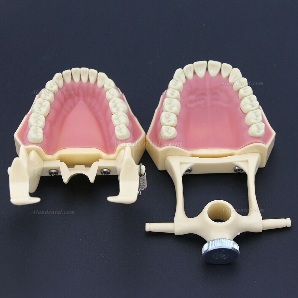 Dental Restorative Typodont Model M8014-2 Compatible Frasaco AG3 Type